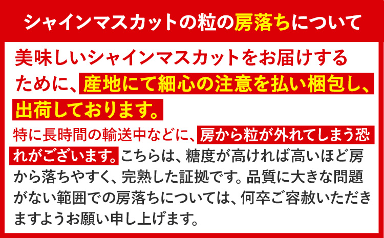 【先行予約】大粒シャインマスカット約1.2kg(600g程度×2)ｍ＆ｎ果実園《8月下旬-10月上旬頃より出荷予定》和歌山県 紀の川市