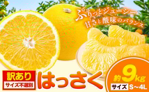 【訳あり/ご家庭用】はっさく 約9kg (4L~Sサイズ サイズ不選別) 早生･晩生指定不可《2月上旬-4月中旬に出荷予定(土日祝除く)》和歌山県 岩出市 産地直送 みかん 八朔 柑橘 果物 フルーツ ご家庭用 ビタミンC たっぷり