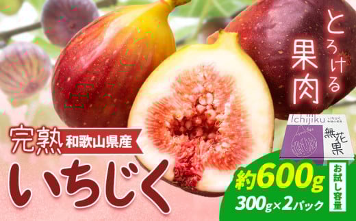 【先行予約】お試し小容量 完熟いちじく 約600g (300g×2パック) パック いちじく イチジク 無花果 JAわかやま 紀の里地域本部《2026年9月上旬-11月中旬頃出荷》 和歌山県 岩出市 青果物 果物 くだもの フルーツ スイーツ