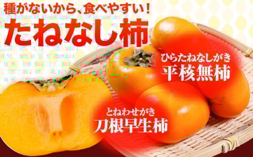 たねなし柿（刀根早生柿・平核無柿）約1.5kg《2025年9月中旬-11月上旬頃出荷(土日祝除く)》 和歌山県 岩出市 種なし柿 柿 果物 フルーツ 2L〜Mサイズ カキ 