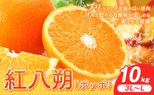 紅八朔（ポッポ）10kg（3L〜L）JAわかやま 紀の里地域本部《3月中旬-4月中旬に出荷予定(土日祝除く)》和歌山県 岩出市 産地直送 みかん 八朔 柑橘 果物 フルーツ ビタミンC たっぷり