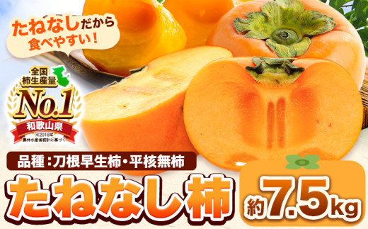 たねなし柿（刀根早生柿・平核無柿）約7.5kg《2025年9月中旬-11月上旬頃出荷(土日祝除く)》 和歌山県 岩出市 種なし柿 柿 果物 フルーツ 2L〜Mサイズ カキ