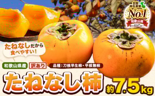 和歌山県産 訳あり たねなし柿（刀根早生柿・平核無柿）約7.5kg 《2026年9月中旬-11月上旬頃出荷(土日祝除く)》 和歌山県 岩出市 訳あり ご家庭用 種なし柿 柿 果物 フルーツ カキ