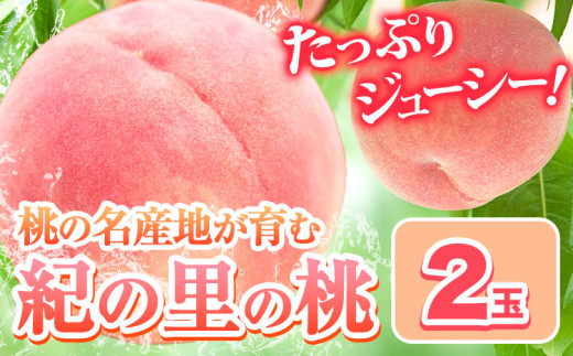 桃 もも 和歌山県産 2玉 《2026年6月中旬-8月中旬頃出荷》 紀の里の桃 送料無料 旬の桃を厳選 モモ 果物 フルーツ お取り寄せ 和歌山 2026年先行予約 送料無料  白鳳 日川白鳳  なつっこ 清水白桃 川中島白桃  八旗白桃 ギフト 果物 くだもの フルーツ お取り寄せ （F)