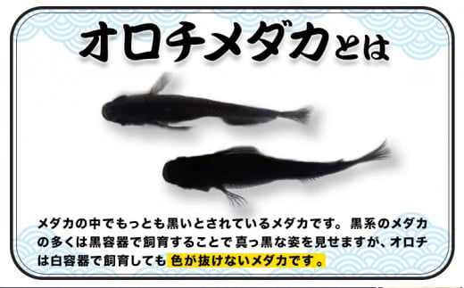 ãªããã¡ãã« 5å¹ æ ¹æ¥ãã ãã90æ¥ä»¥å
ã«åºè·äºå®(忥ç¥é€ã)ãåæå±±ç 岩åºåž ãã ã ãªãã ã¡ãã« é»è² 芳è³çš éæç¡æ