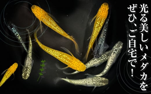 繝。繝繧ォ(繝ゥ繝。繝溘ャ繧ッ繧ケ) 10蛹ケ 譬ケ譚・繧√□縺九90譌・莉・蜀縺ォ蜃コ闕キ莠亥ョ(蝨滓律逾晞勁縺)縲句柱豁悟アア逵 蟯ゥ蜃コ蟶 繧√□縺 隕ウ雉樣ュ 繝ゥ繝。繝溘ャ繧ッ繧ケ 繝ゥ繝。繝。繝繧ォ 繝ゥ繝。 騾∵侭辟。譁