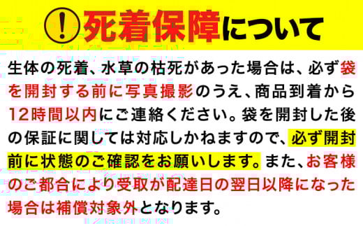 パンダメダカ 5匹 根来めだか《90日以内に出荷予定(土日祝除く)》和歌山県 岩出市 めだか パンダ 観賞用 送料無料
