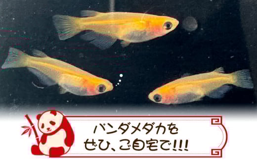 パンダメダカ 5匹 根来めだか《90日以内に出荷予定(土日祝除く)》和歌山県 岩出市 めだか パンダ 観賞用 送料無料