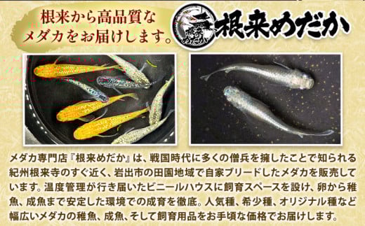 繝。繝繧ォ(繝ゥ繝。繝溘ャ繧ッ繧ケ) 10蛹ケ 譬ケ譚・繧√□縺九90譌・莉・蜀縺ォ蜃コ闕キ莠亥ョ(蝨滓律逾晞勁縺)縲句柱豁悟アア逵 蟯ゥ蜃コ蟶 繧√□縺 隕ウ雉樣ュ 繝ゥ繝。繝溘ャ繧ッ繧ケ 繝ゥ繝。繝。繝繧ォ 繝ゥ繝。 騾∵侭辟。譁