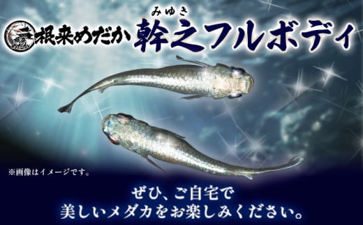繝。繝繧ォ(蟷ケ荵九ヵ繝ォ繝懊ョ繧」) 5蛹ケ 譬ケ譚・繧√□縺九90譌・莉・蜀縺ォ蜃コ闕キ莠亥ョ(蝨滓律逾晞勁縺)縲句柱豁悟アア逵 蟯ゥ蜃コ蟶 繧√□縺 隕ウ雉樣ュ 蟷ケ荵九a縺縺 繝輔Ν繝懊ョ繧」 繝。繝繧ォ 騾∵侭辟。譁