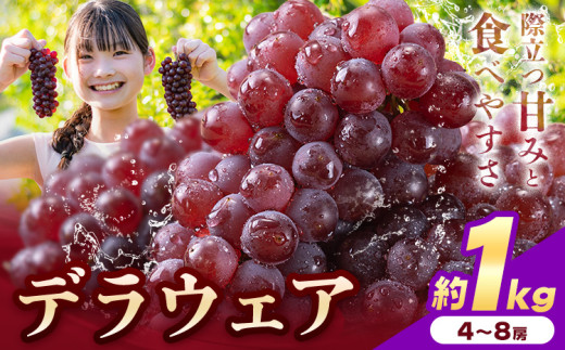 【先行予約】デラウェア ぶどう 約1kg 4〜8房 フルーツ 果物《2026年6月中旬-7月上旬頃出荷》和歌山県 岩出市 送料無料 一大産地 青果 お取り寄せフルーツ