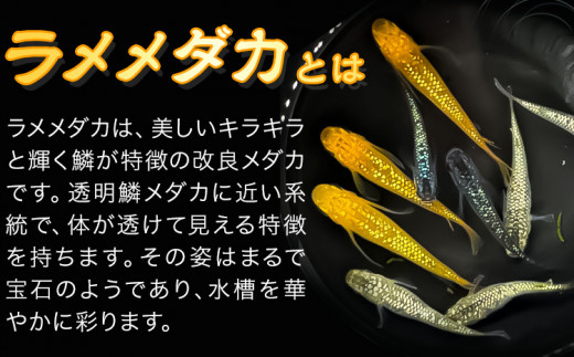 繝。繝繧ォ(繝ゥ繝。繝溘ャ繧ッ繧ケ) 10蛹ケ 譬ケ譚・繧√□縺九90譌・莉・蜀縺ォ蜃コ闕キ莠亥ョ(蝨滓律逾晞勁縺)縲句柱豁悟アア逵 蟯ゥ蜃コ蟶 繧√□縺 隕ウ雉樣ュ 繝ゥ繝。繝溘ャ繧ッ繧ケ 繝ゥ繝。繝。繝繧ォ 繝ゥ繝。 騾∵侭辟。譁