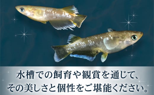 フロマージュロングフィン 1ペア 2匹 根来めだか《90日以内に出荷予定(土日祝除く)》和歌山県 岩出市 めだか フロマージュ 観賞用 送料無料