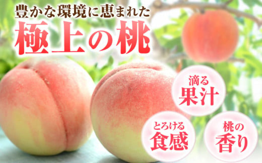 桃 和歌山県産 紀の里の桃【2回定期便】約2kg×2回 定期《2026年6月中旬-8月中旬頃出荷》 2025年 先行予約 紀の里の桃 白鳳 日川白鳳 なつっこ 清水白桃 川中島白桃 八旗白桃 和歌山 もも