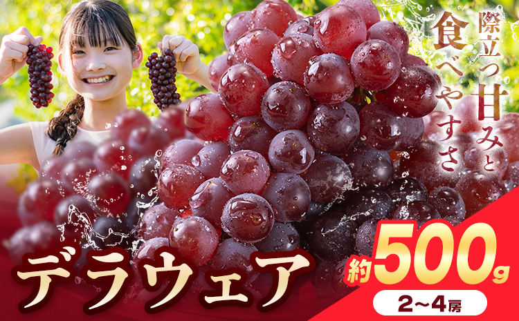 【先行予約】デラウェア ぶどう 約500g(2-4房) フルーツ 果物《2026年6月中旬-7月上旬頃出荷》和歌山県 岩出市 送料無料 一大産地 青果 お取り寄せフルーツ デラウエア ブドウ