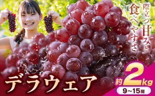 【先行予約】デラウェア ぶどう 約2kg 9〜15房 フルーツ 果物《2026年6月中旬-7月上旬頃出荷》和歌山県 岩出市 送料無料 一大産地 青果 お取り寄せフルーツ