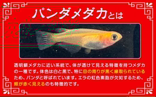 パンダメダカ 5匹 根来めだか《90日以内に出荷予定(土日祝除く)》和歌山県 岩出市 めだか パンダ 観賞用 送料無料