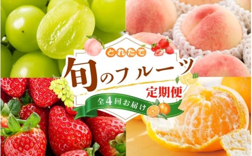 【フルーツ定期便・全4回】品質に自信あり！くしがきの里から直送　桃・シャインマスカット・はれひめ・まりひめを季節ごとにお届け♪ / 定期便 桃 もも みかん 柑橘 シャインマスカット マスカット いちご イチゴ 苺 果物 フルーツ 4回【kgr038】