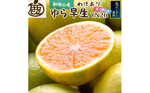 家庭用 有田 みかん サイズ混合(2S～2L) 10kg+250g ※10月発送(極早生) / 温州みかん 有田みかん 訳あり 甘い 光センサー選果 果物 柑橘 和歌山 ※北海道・沖縄・離島への配送不可 【ikd003-cm-10-oct】