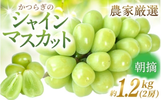 先行予約！ 朝摘み シャインマスカット 秀品  2房（約1.2kg）こだわり農家厳選！【2026年8月末から9月末順次発送予定】/ フルーツ ぶどう ブドウ 葡萄 マスカット 和歌山県 かつらぎ町 ジューシー 厳選 産地直送 果物【kgr035】