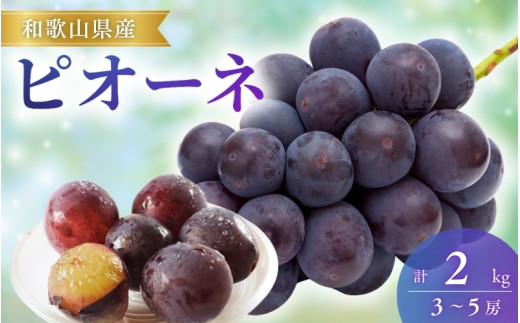 【先行予約】ピオーネ 和歌山県産 約2kg（3〜5房） ※8月下旬～9月中旬頃に順次発送 / ぶどう 葡萄 ブドウ 産地直送 農家直送 フルーツ 果物 先行予約 先行 予約 先行受付 【mat511-r-2】