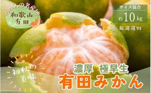 【初秋の美味】特撰 ゆら早生有田みかん 10kg【2025年10月上旬～10月下旬頃順次発送予定】※北海道・沖縄・離島配送不可 / みかん 果物 くだもの フルーツ 有田みかん ミカン 柑橘 【ard235】