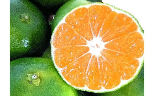 【先行予約】＼有機質肥料100%／ こだわりの青切りみかん 約2kg サイズ混合 【2026年9月下旬頃より順次発送】【nuk169B】