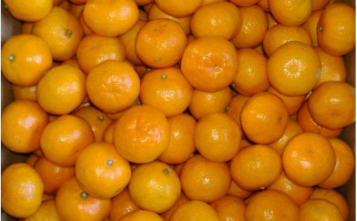 çŽå· æç° ã¿ãã ãã€ã¶ã¡ãã 5kg / æž©å·ã¿ãã æç°ã¿ãã çã åæå±± ææ© â»2026幎11æäžæ¬ïœ2027幎1æäžæ¬é é æ¬¡çºéäºå®ãsml004-s-5Cã