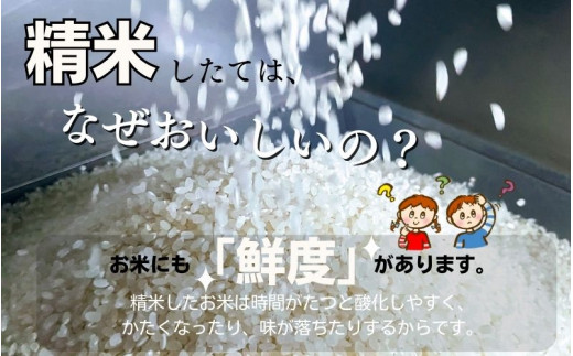 和歌山県産の お米 きぬむすめ 10kg (5kg×2袋) 〈令和6年度産〉 産地直送 / 米 こめ ご飯 ごはん 白米 国産 和歌山県産 小分け【hio104】