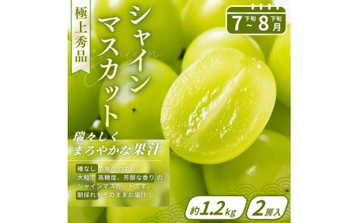 ããã«ãŒãå®æäŸ¿ã»å
š3åãå質ã«èªä¿¡ããïŒããããã®éããçŽéãæ¡ã»ã·ã£ã€ã³ãã¹ã«ããã»ãŸãã²ããå£ç¯ããšã«ãå±ã! / å®æäŸ¿ æ¡ ãã ã·ã£ã€ã³ãã¹ã«ãã ãã¹ã«ãã ãã¡ã ã€ããŽ èº æç© ãã«ãŒã 3åãkgr037ã