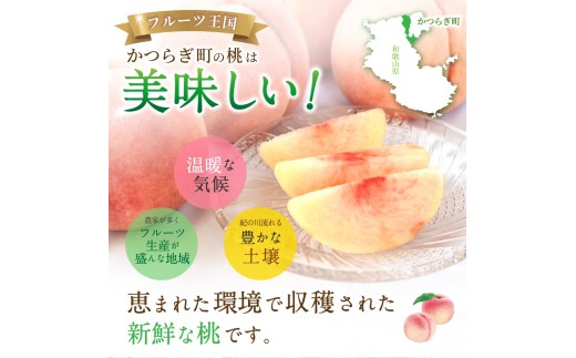 【2026年発送分先行予約】数量限定！【モモ】川中島白桃 約2kg 6個入  100個に1個の特選最上級秀品！ こだわり農家厳選！【2026年7月末から8月末順次発送】/ 和歌山県 かつらぎ町 もも 桃 高級 贅沢 特選