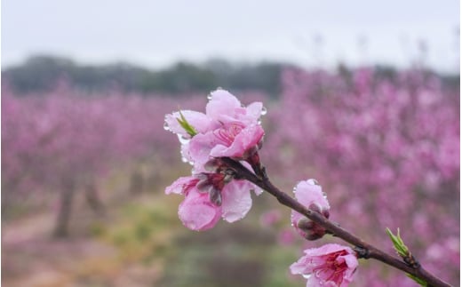 【先行予約】【厳選】あふれる果汁で口いっぱい！ 食べきりサイズ 和歌山県産 桃 3玉 2025年6月末頃～2025年8月末頃に順次発送予定（お届け日指定不可）/ 和歌山 桃 モモ フルーツ もも 白桃 果物 くだもの【kgr002】