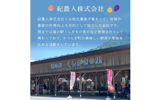 【フルーツ定期便・全4回】品質に自信あり！くしがきの里から直送　桃・シャインマスカット・はれひめ・まりひめを季節ごとにお届け♪ / 定期便 桃 もも みかん 柑橘 シャインマスカット マスカット いちご イチゴ 苺 果物 フルーツ 4回【kgr038】