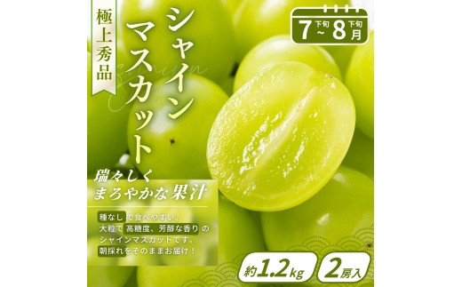 【フルーツ定期便・全6回】品質に自信あり！くしがきの里から直送　厳選した果物を最高のタイミングでお届け♪ / 定期便 桃 もも みかん 柑橘 シャインマスカット マスカット いちご 不知火 はれひめ イチゴ 苺 果物 フルーツ 6回【kgr039】