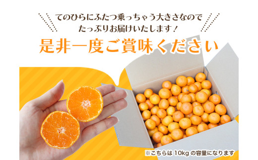 お試しにピッタリ！ 温州みかん 「小粒っこ」 2kg ※秀優混合 【2S～3Sサイズおまかせ】【2026年10月中旬～2027年2月下旬までに順次発送】(極早生・早生・中生・晩稲)＜味好農園＞/ 温州 みかん 小玉 蜜柑 柑橘 みかん 極早生 早生 中生 晩稲 小粒 果物 フルーツ 【agy004-s-2】