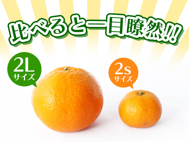ボリューム満点！ 秀優品 大玉 温州みかん 4kg【2L～3Lサイズ】【2025年12月から2026年２月下旬頃に順次発送】＜味好農園＞/ 温州 蜜柑 みかん 柑橘 果物 フルーツ ミカン 甘い 美味しい【agy018A】