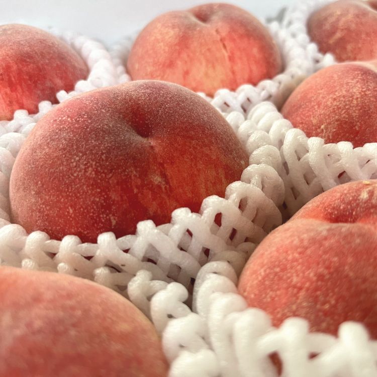 【数量限定】和歌山のこだわり桃　４～６玉（約1.5kg）【数量限定・和歌山ブランド・厳選】【先行受付・2026年7月上旬～7月下旬頃に発送】/ もも モモ 桃 ギフト 贈り物 プレゼント 夏ギフト 果物 フルーツ 人気 産地直送 和歌山県 お取り寄せ 【ard057D】