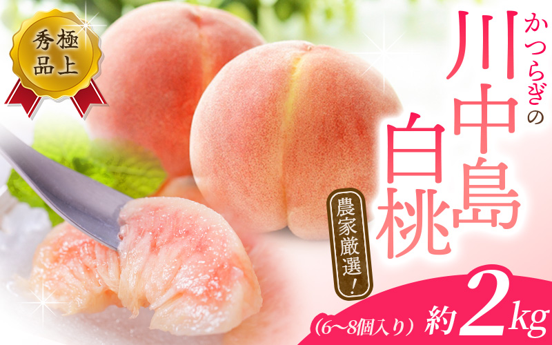 【予約受付】桃の王様【予約受付】こだわり農家厳選 川中島白桃 和歌山産の桃 <大玉特秀品> 約2kg（6個~9個） 2026年7月末頃～2026年8月末頃に順次発送予定（お届け日指定不可）/ 桃 もも 川中島 白桃 フルーツ 果物 くだもの 【kgr011A】