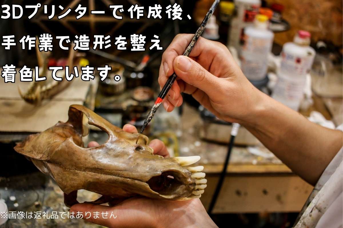 全身 骨格 レプリカ ヘルベンダー 原寸大 / 標本 コレクション プラモデル 実物大 動物標本 骨格 オオサンショウウオ フィギュア インテリア 模型 動物 両生類 爬虫類 博物館 頭蓋骨 ミニチュア オブジェ 3D プリント【anf949-gns-hel】