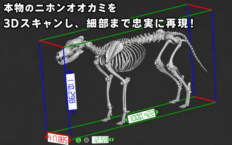 全身 骨格 レプリカ ニホンオオカミ 縮小 / 標本 コレクション プラモデル 動物 標本 骨格 狼 フィギュア インテリア 模型 動物 博物館 頭蓋骨 ミニチュア 3D プリント【anf949-shk-nok】