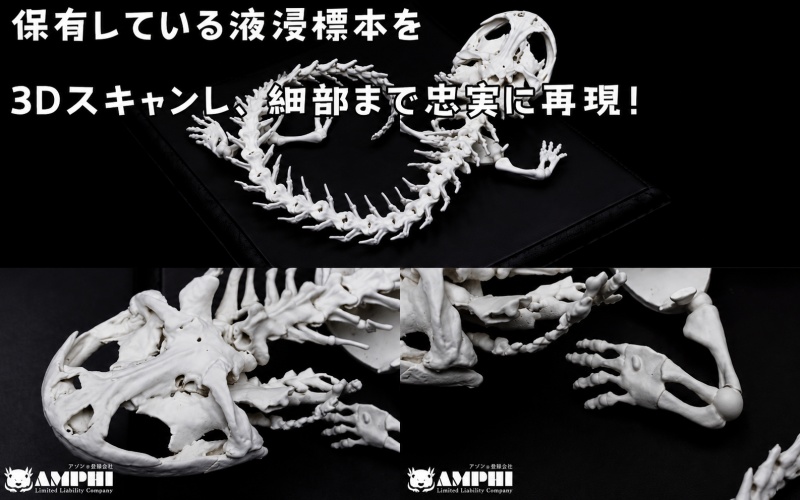 全身 骨格 レプリカ ヘルベンダー 原寸大 / 標本 コレクション プラモデル 実物大 動物標本 骨格 オオサンショウウオ フィギュア インテリア 模型 動物 両生類 爬虫類 博物館 頭蓋骨 ミニチュア オブジェ 3D プリント【anf949-gns-hel】