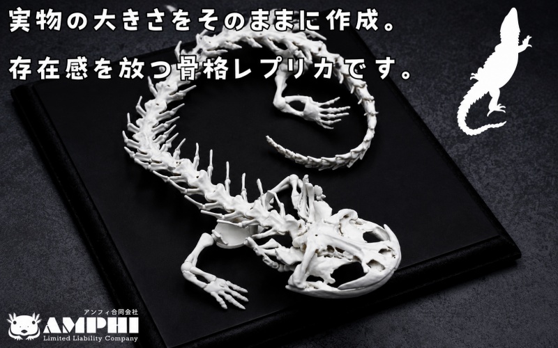 全身 骨格 レプリカ ヘルベンダー 原寸大 / 標本 コレクション プラモデル 実物大 動物標本 骨格 オオサンショウウオ フィギュア インテリア 模型 動物 両生類 爬虫類 博物館 頭蓋骨 ミニチュア オブジェ 3D プリント【anf949-gns-hel】