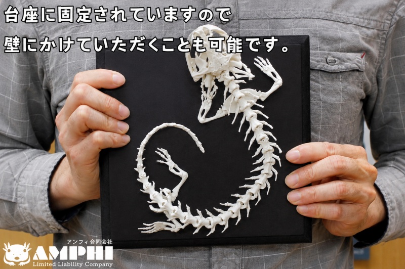 全身 骨格 レプリカ ヘルベンダー 原寸大 / 標本 コレクション プラモデル 実物大 動物標本 骨格 オオサンショウウオ フィギュア インテリア 模型 動物 両生類 爬虫類 博物館 頭蓋骨 ミニチュア オブジェ 3D プリント【anf949-gns-hel】
