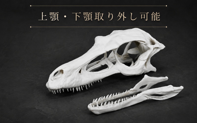 頭骨 レプリカ ヴェロキラプトル 原寸大 / 標本 コレクション プラモデル 実物大 恐竜 骨格 フィギュア インテリア 展示 模型 博物館 骨格 頭蓋骨 オブジェ 3D プリント【anf949-gns-vlc】