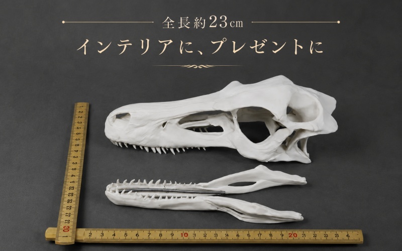 頭骨 レプリカ ヴェロキラプトル 原寸大 / 標本 コレクション プラモデル 実物大 恐竜 骨格 フィギュア インテリア 展示 模型 博物館 骨格 頭蓋骨 オブジェ 3D プリント【anf949-gns-vlc】