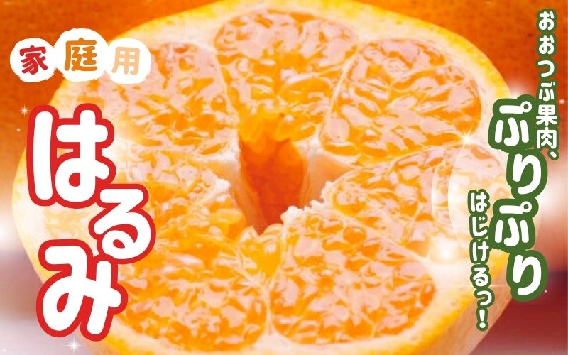 【先行予約】家庭用 はるみ 2.5kg+250g（傷み補償分) / みかん ミカン 有田みかん 柑橘 フルーツ 果物 和歌山 オレンジ ※2027年2月上旬〜3月下旬頃に順次発送予定 ※北海道・沖縄・離島への配送不可 【ikd013-c-2d5B】