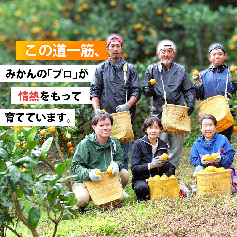 【先行予約】家庭用有田みかんサイズ混合(2S～2L)5kg+250g 11月より発送(完熟)/ みかん ミカン 有田みかん 柑橘 フルーツ 果物 和歌山 オレンジ【ikd007C】 