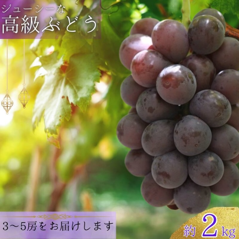 【8月下旬に発送】ジューシーな高級ぶどう 約2kg(3~5房)/ぶどう 藤稔 黒ブドウ 果物 くだもの フルーツ 有機 【kmf004】