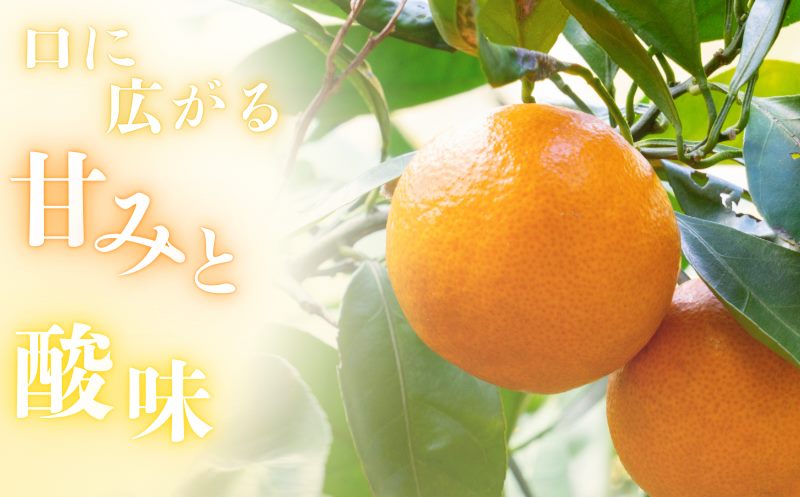 【先行予約】秀品 「紅娘」 温州 みかん  山下紅早生 5kg 【S~2Lサイズおまかせ】【2026年11月中旬～2026年12月中旬までに順次発送】＜味好農園＞ /温州みかん みかん 蜜柑 柑橘 山下早生 早生 秀品 紅早生 フルーツ 果物 くだもの 希少【agy004-beni-5】