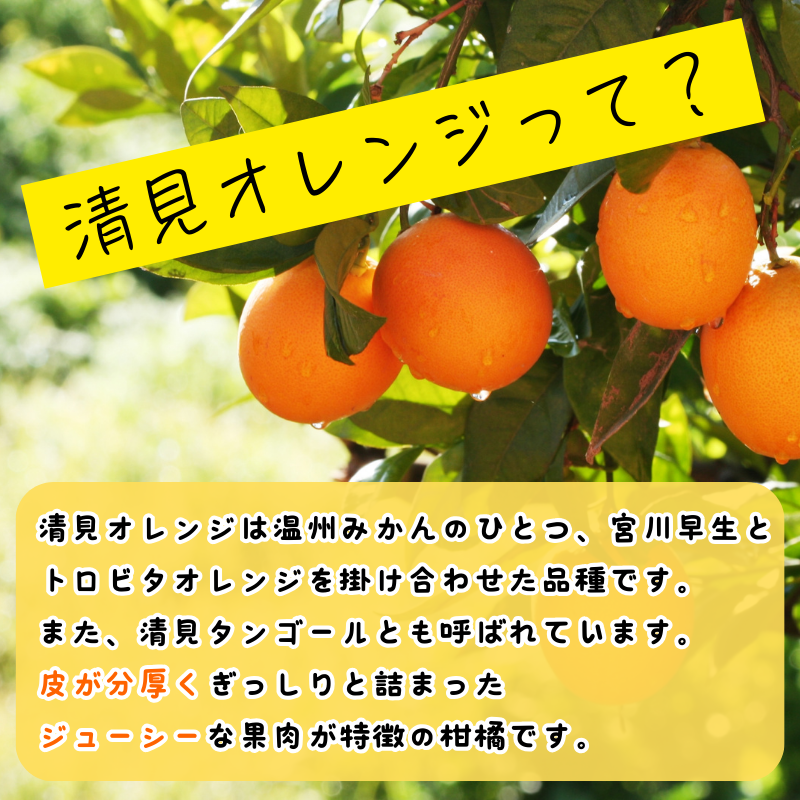 【先行予約】秀優品  清見オレンジ  10kg 【S～３Lサイズ混合】【2025年3月中旬から4月中旬頃に順次発送】/みかん 清見 和歌山 フルーツ 有田 果物 オレンジ 甘い ジューシー【agy021B】